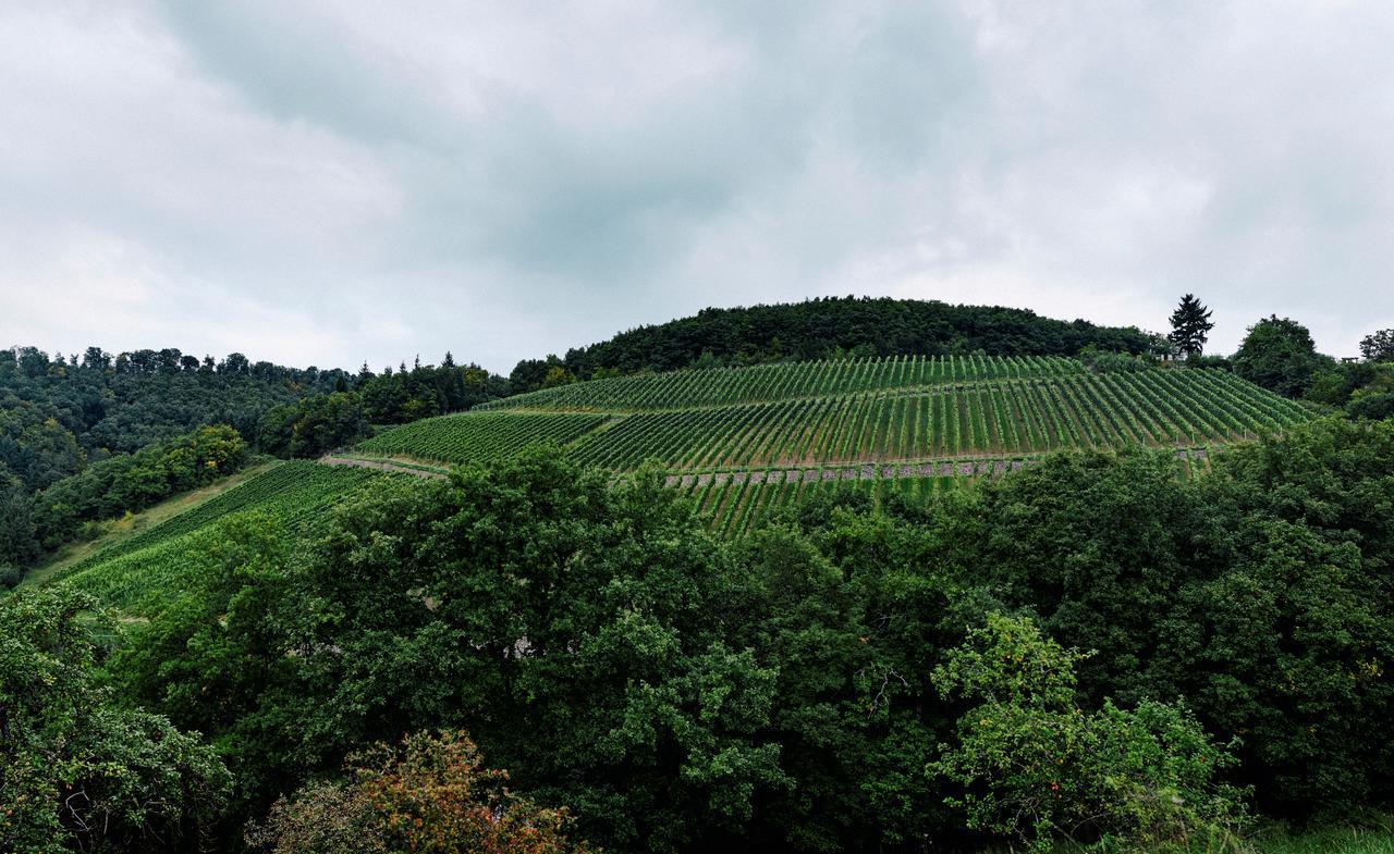 Weingut Hees - Landgasthof Zum Jaeger Aus Kurpfalz Auen Kültér fotó